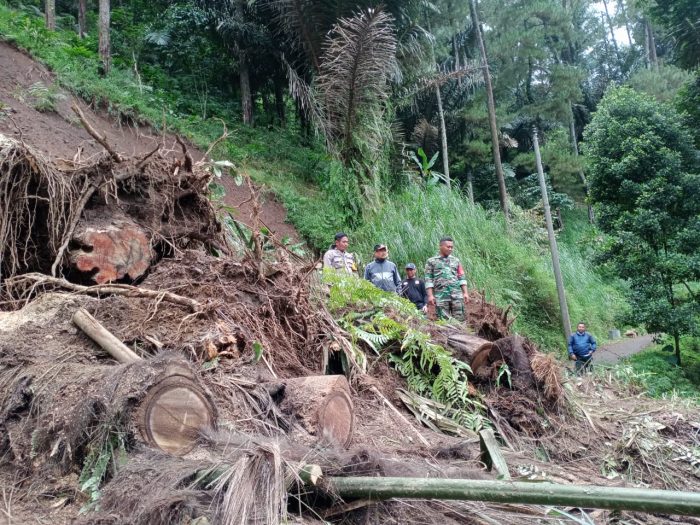 Tanah Longsor Bahorok 2003Tragedi Alam di Sumatera Utara