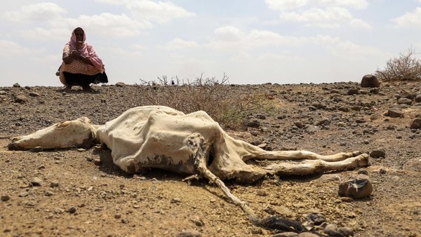 Kekeringan di Ethiopia: Sebuah Krisis Lingkungan dan Sosial yang Berkepanjangan